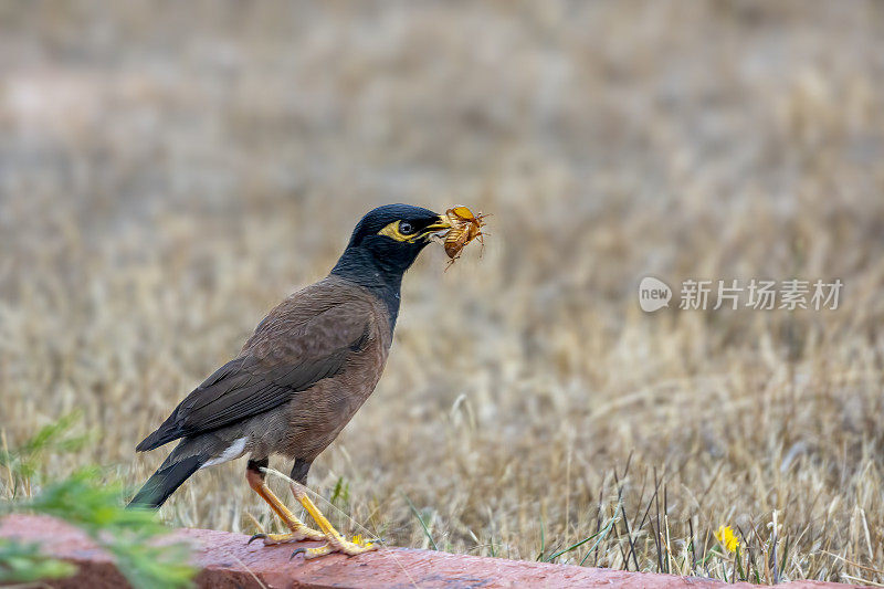 印度米娜鸟（Acridotheres tristis）